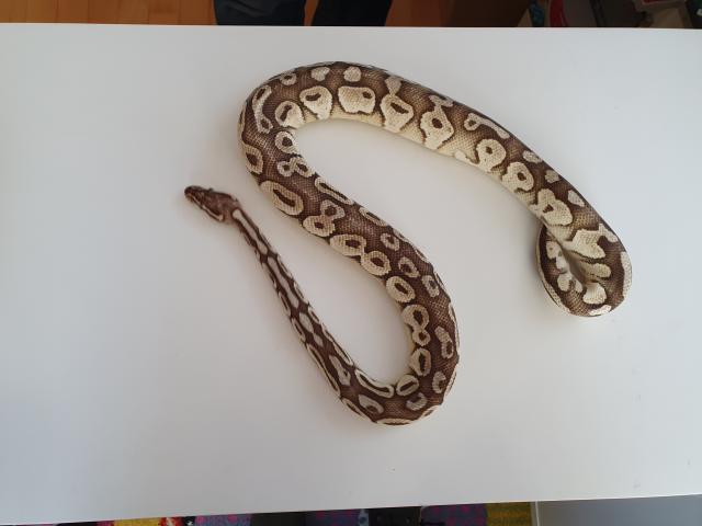 Königspython männlich  - Schlangen Python - München