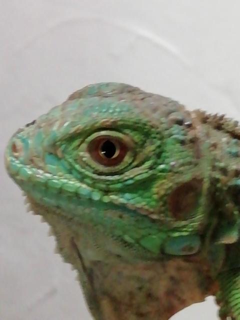 Iguana Iguana grün - Leguan - Morl (Sachsen-Anhalt)