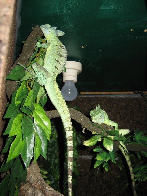 Stirnlappenbasilisk sucht zu Hause - Basilisk - Lünen-Brambauer