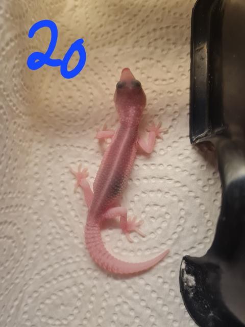 Leopardgeckos NZ 22, 0.1 - Gecko - Unterschleißheim