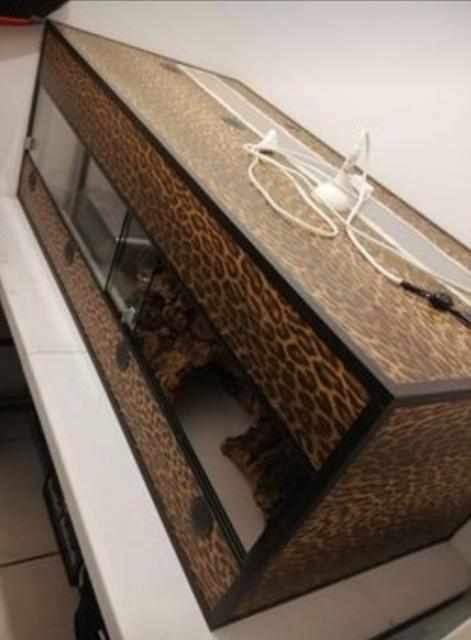 Kunststoffterrarium in Leo-Print - zu verkaufen - Terrarien - Elsdorf