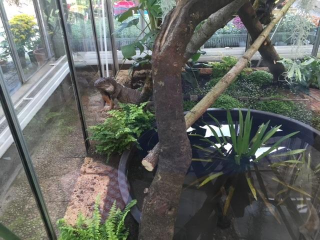 Leguan mit Terrarium an Liebhaber zu verschenken . - Leguan - Aidlingen