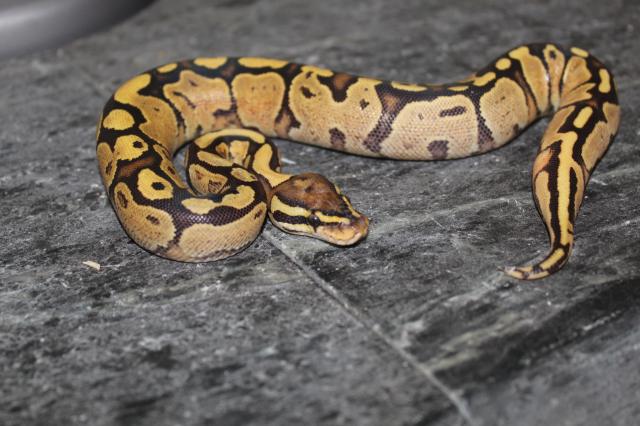 Fire königspython  - Schlangen Python - Wunsiedel 