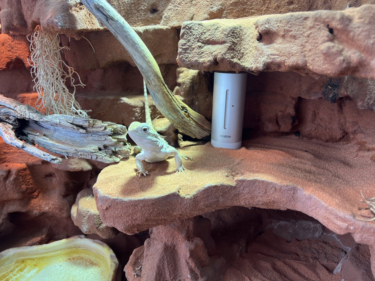 Zwerg-Bartagame mit komplettem Terrarium abzugeben - Bartagame - 13599 Berlin