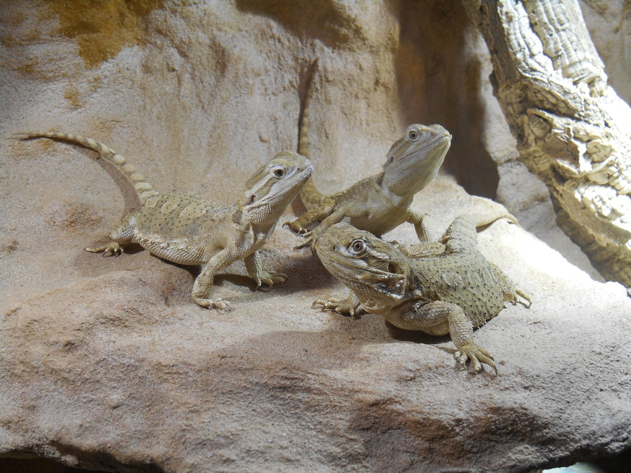 Zuchtgruppe Henrylawsoni - Sonstige Reptilien - Bochum