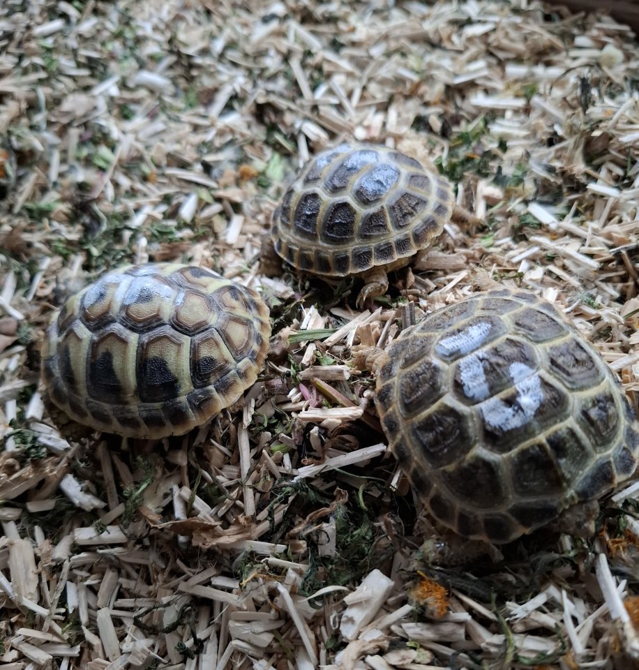 Griechische Landschildkröten - Schildkroeten - 86707