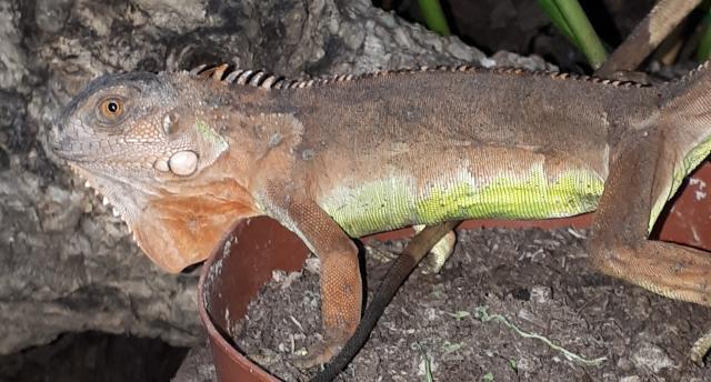 Roter Leguan  - Leguan - Salzatal OT Benkendorf