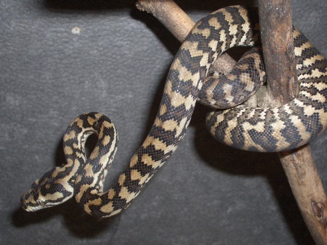 Teppichpython NZ 6/05 abzugeben!!! - Schlangen Boa - Bad Salzuflen