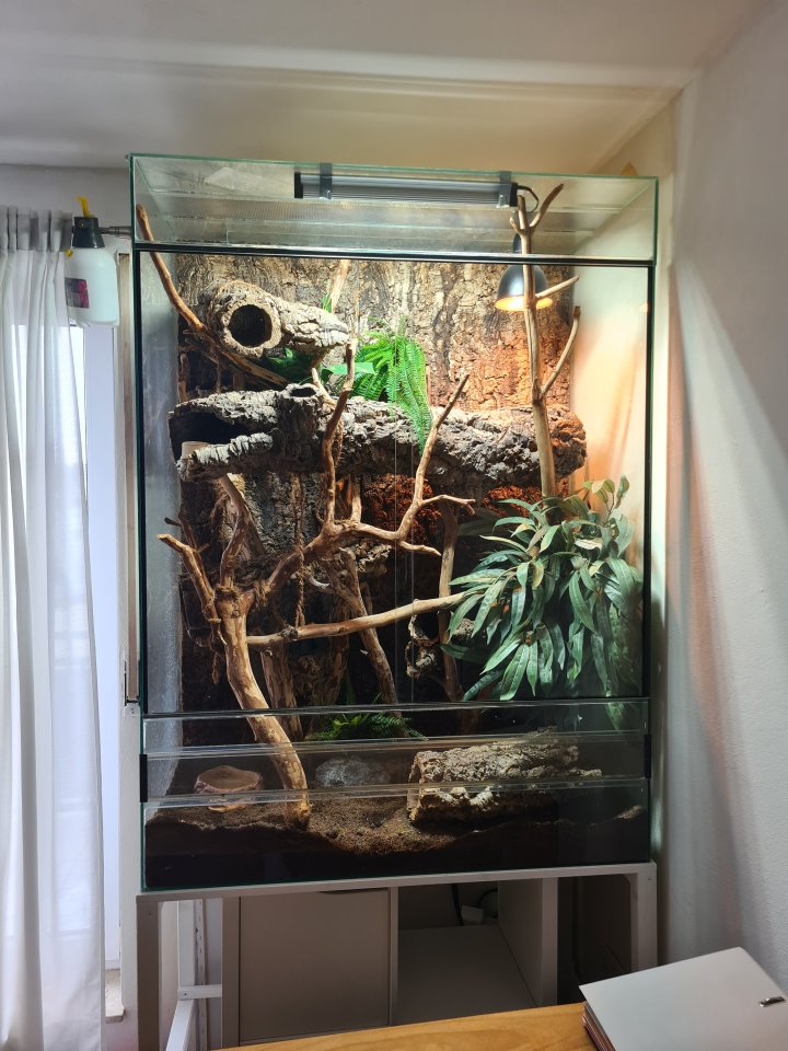 Großes XL Terrarium und Kornnatterweibchen 