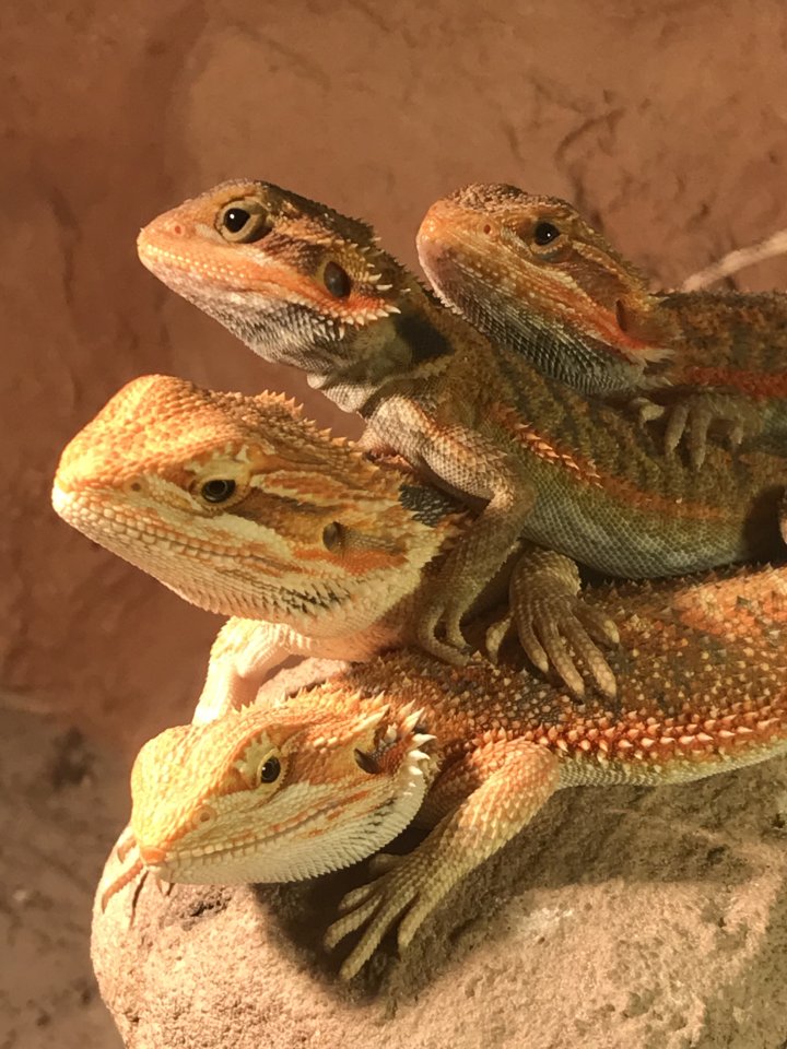 Farbagamen Jungtiere - Bartagame - Wierschem