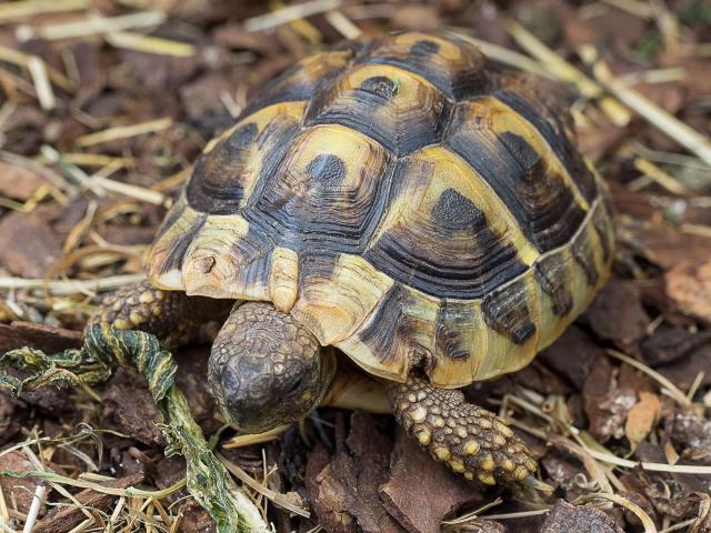Griechische Landschildkröten 2020 und 2021 abzugeben - Schildkroeten - Waiblingen