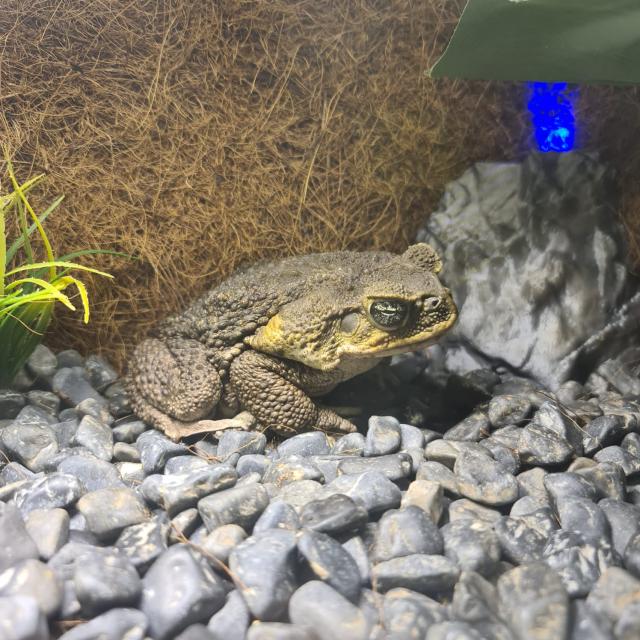 Ausgewachsene Aga Kröte (Bufo Marinus) - Weibchen - Frosch - Duisburg