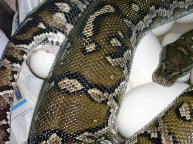 Boas und Pythons abzugeben vom Snake Zoo - Schlangen Boa - Hörstel