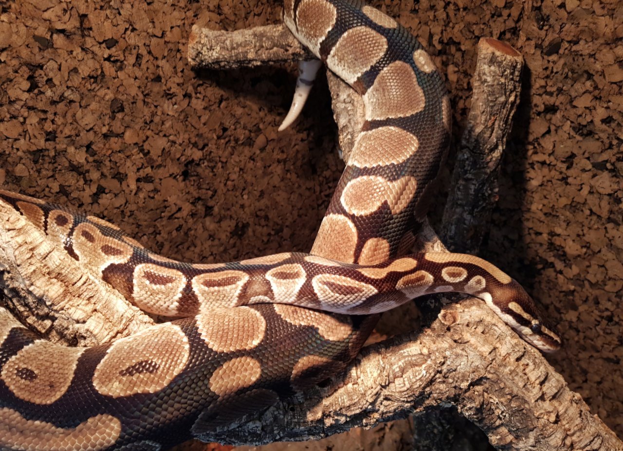 Königspython Weibchen adult - Schlangen - Düsseldorf