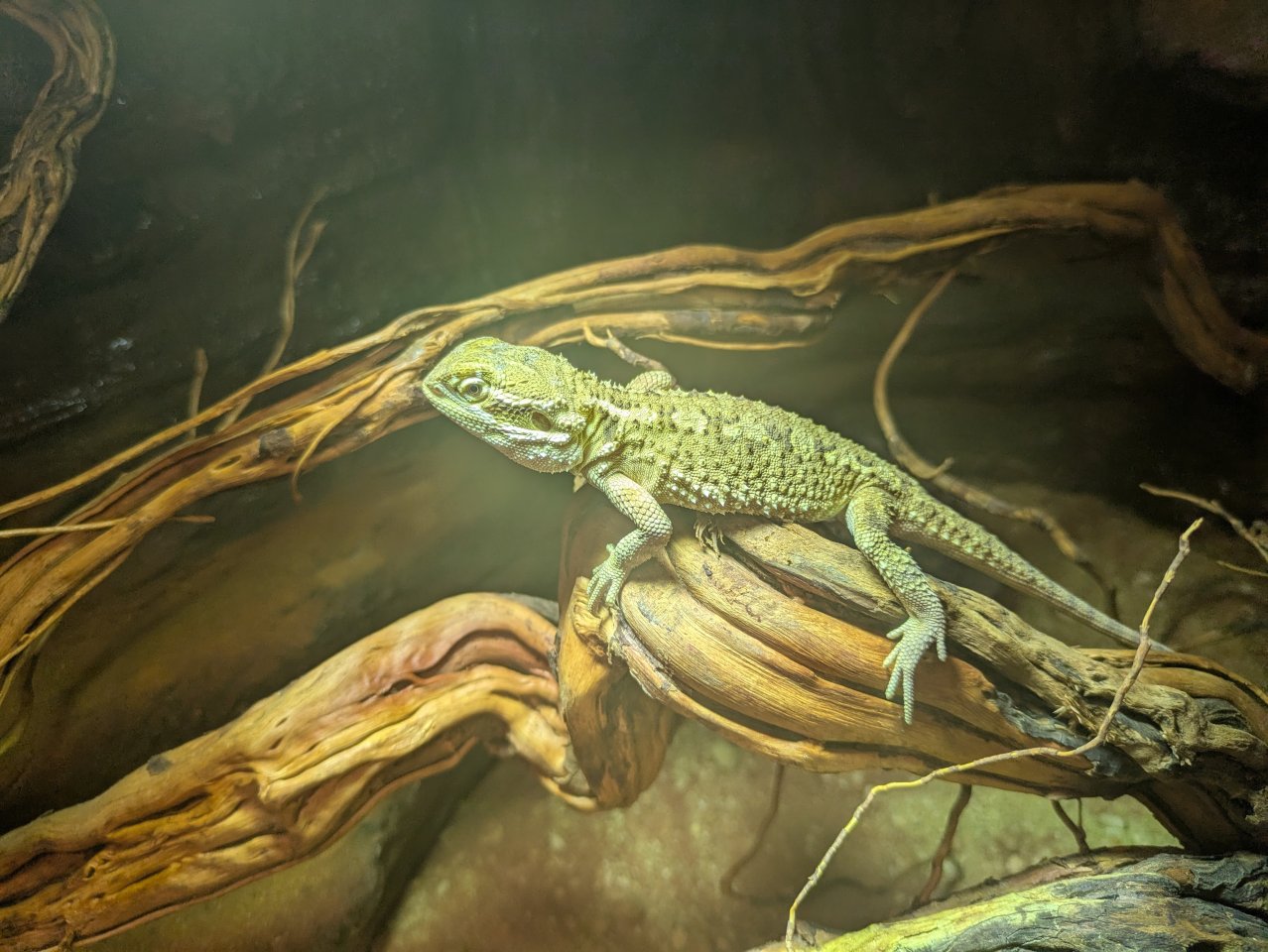 Zwergbartagagame pogona henrylawsoni ca. 2 Jahre alt - Bartagame - Falkensee