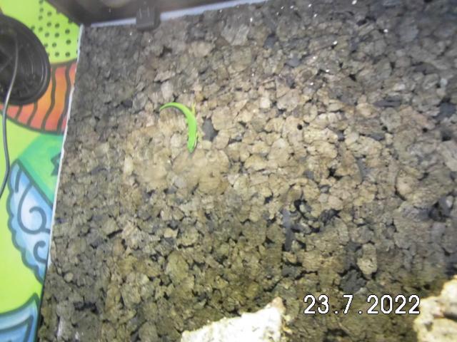 Schwarzstreifen Taggeckos in neuem Terrarium - Echsen - Zehdenick