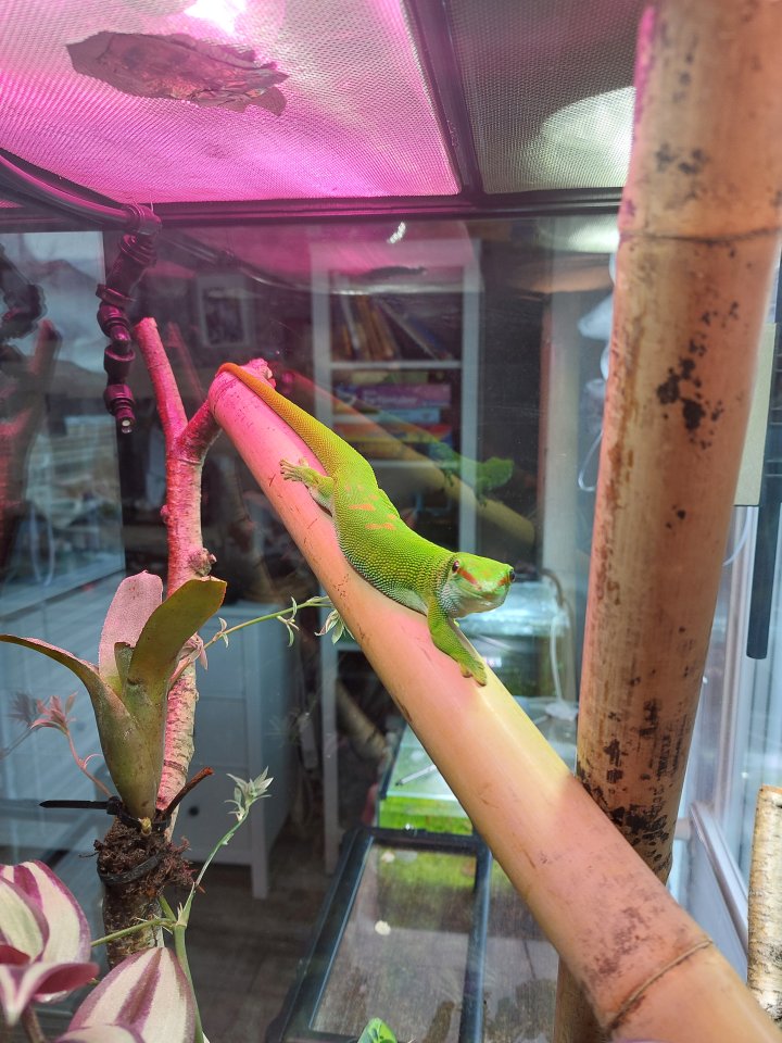 MADAGASKAR GRANDIS TAGGECKO  Männchen - Gecko - Königslutter am Elm