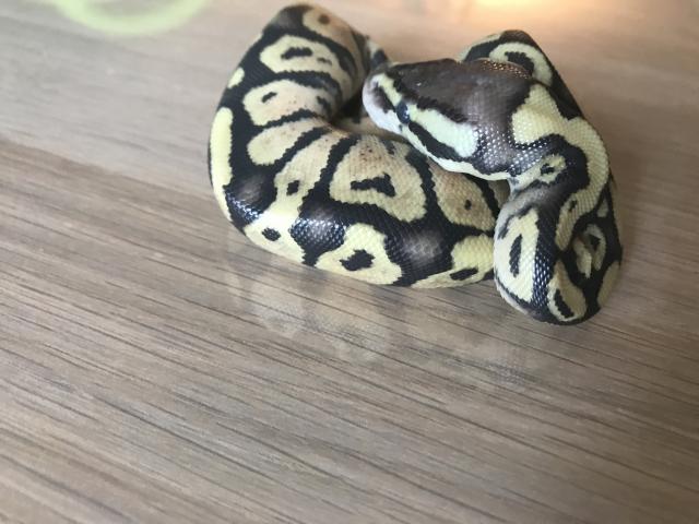 Lemon Pastel Granite HDGW Fader 50% het. Piebald #4 female python regius - Schlangen Python - Deuerling