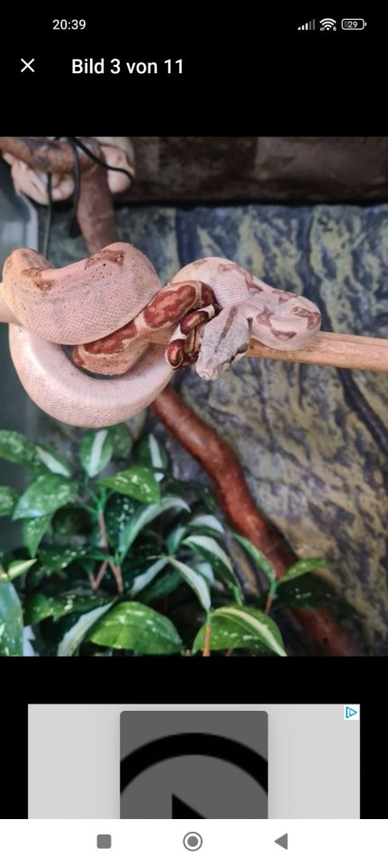 Boa constrictor imperator - Schlangen - Völklingen