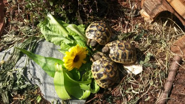 Griechische Landschildkröten Testudo hermani Nachzucht 2020 mit CITES - Schildkroeten - Heppenheim