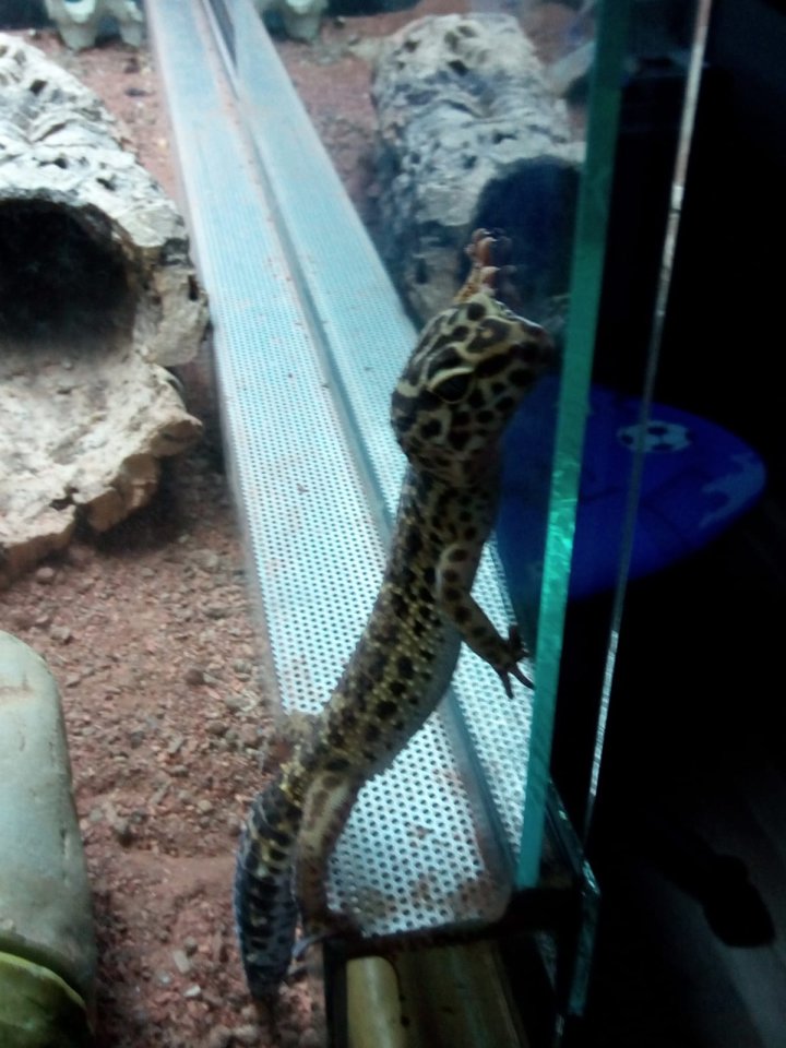 Verschenke 4 Leoparden Geckos - Gecko - Kretz