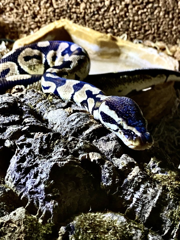 Königspython Lesser/Classic (M) vermutlich - Schlangen - Duisburg