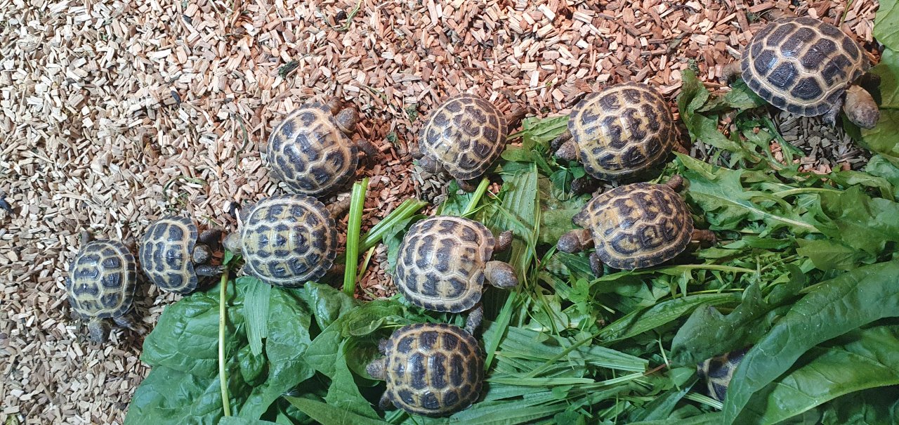 Vierzehenlandschildkröte - Schildkroeten - Grimma