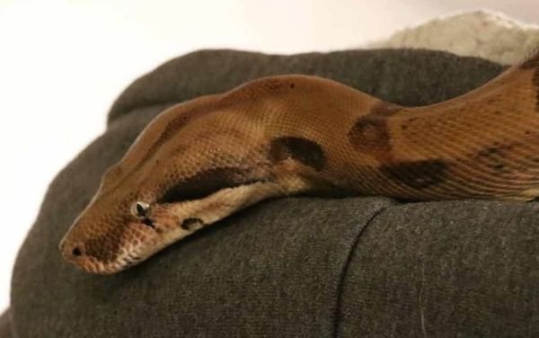 Kaiserboa / Boa Constrictor Imperator Sunglow mit Terrarium - Schlangen - Dorsten