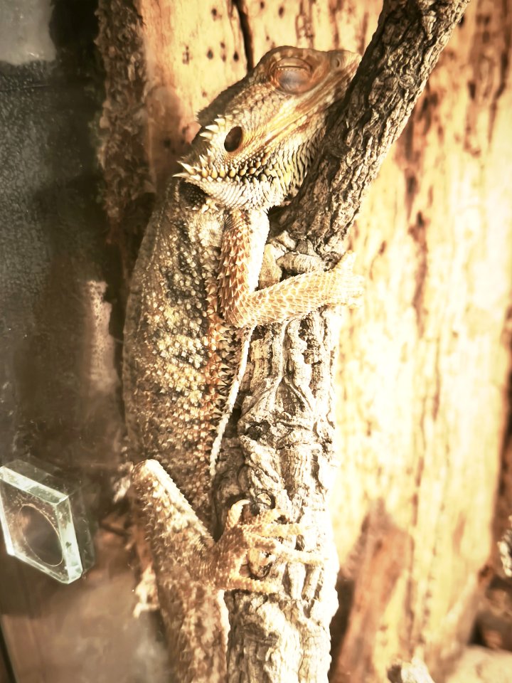 Bartagame ink. Terrarium - Bartagame - Rostock