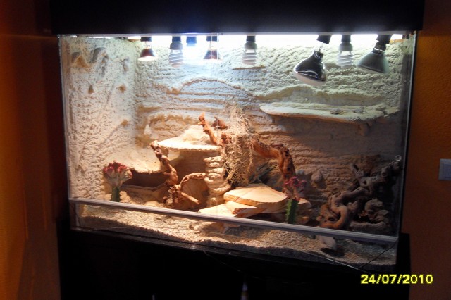 Verkaufe Terrarium mit 3 Halsbandleguane - Leguan - Gaildorf