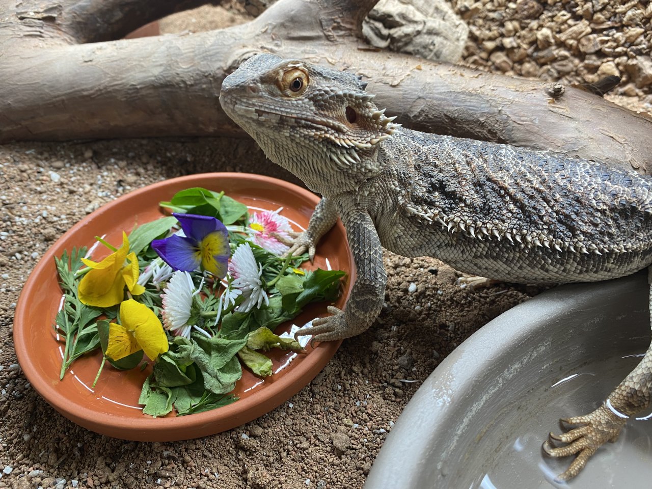 Bartagame Weibchen- 5 Jahre - Jessie inkl Terra  - Bartagame - Heidesheim