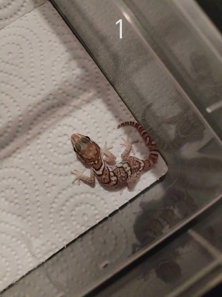 Paroedura picta Madagaskar Großkopfgecko Nachzuchten 25 - Gecko - Erkner