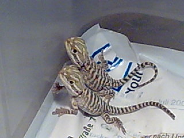 Zwergbartagamen Babys - Bartagame Zwergbartagame - Hameln