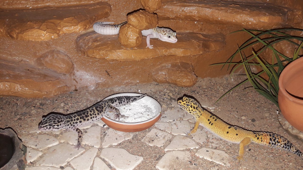 Terrarium mit 3 Leopardgeckos (weibl. 0.1) - Gecko - Lüneburg 