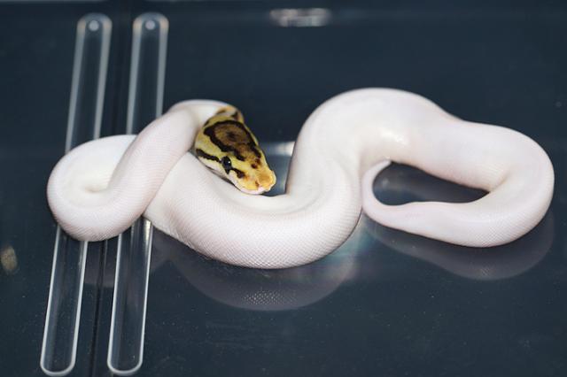 0.1 Spied poss GeneX - Schlangen Python - Schwerin