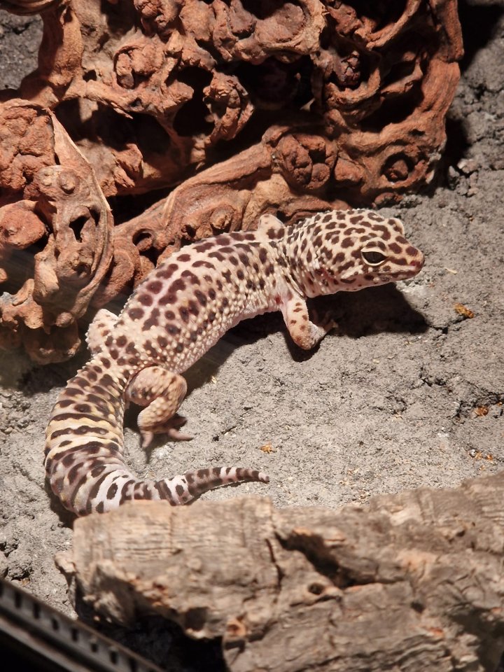 Leopardgecko männlich 7 Jahre - Gecko - Lohfelden
