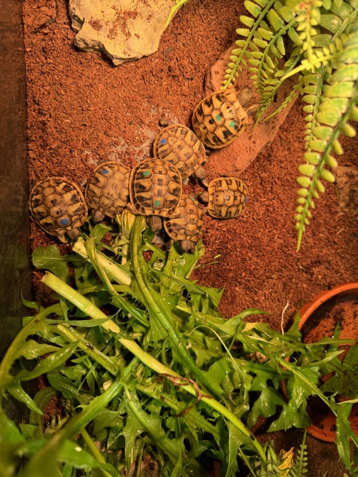 Nachzuchten Griechische Landschildkröten (THB-2023) abzugeben - Schildkroeten - Eschwege