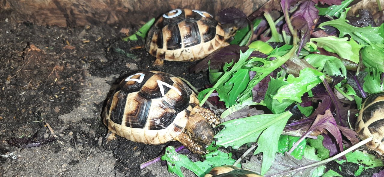 Breitrandschildkröte NZ - Schildkroeten - Illerkirchberg
