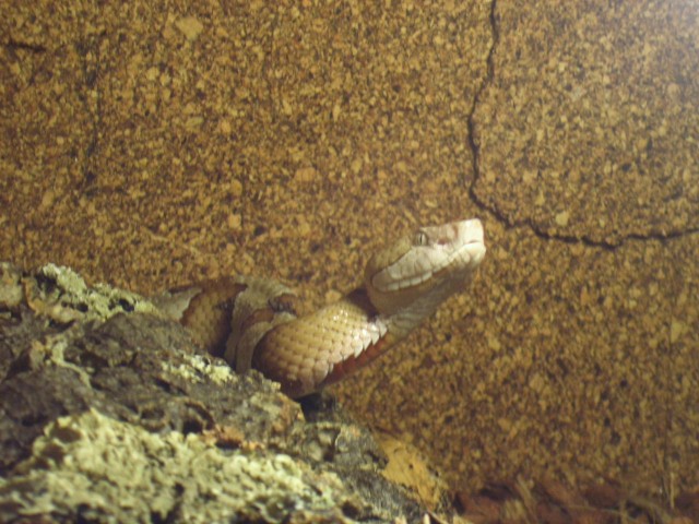 Kupferkopf - Schlangen Giftschlangen - Haßmersheim