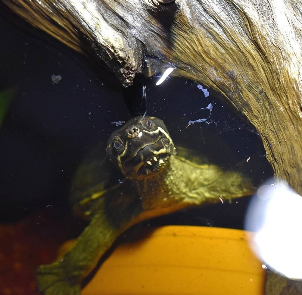 Wasserschildkröte (Moschusschildkröte) sucht ein neues Zuhause - Schildkroeten - Berlin