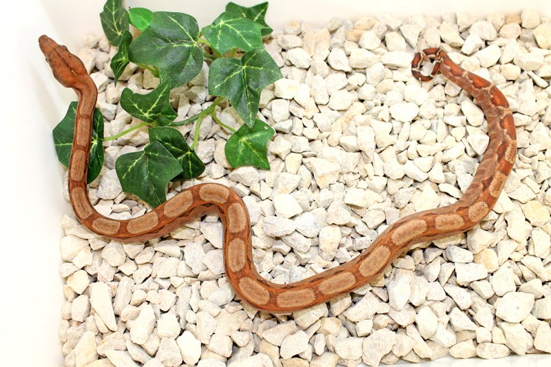 Wir geben ab aus eigener Nachzucht „B. c. i. CA poss. Super Hypo Sonora erythris - Schlangen - Willich