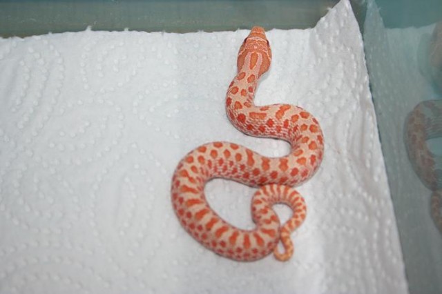 Hakennasennattern Albio , 100% het Albino abzugeben - Schlangen Giftschlangen - Viernheim