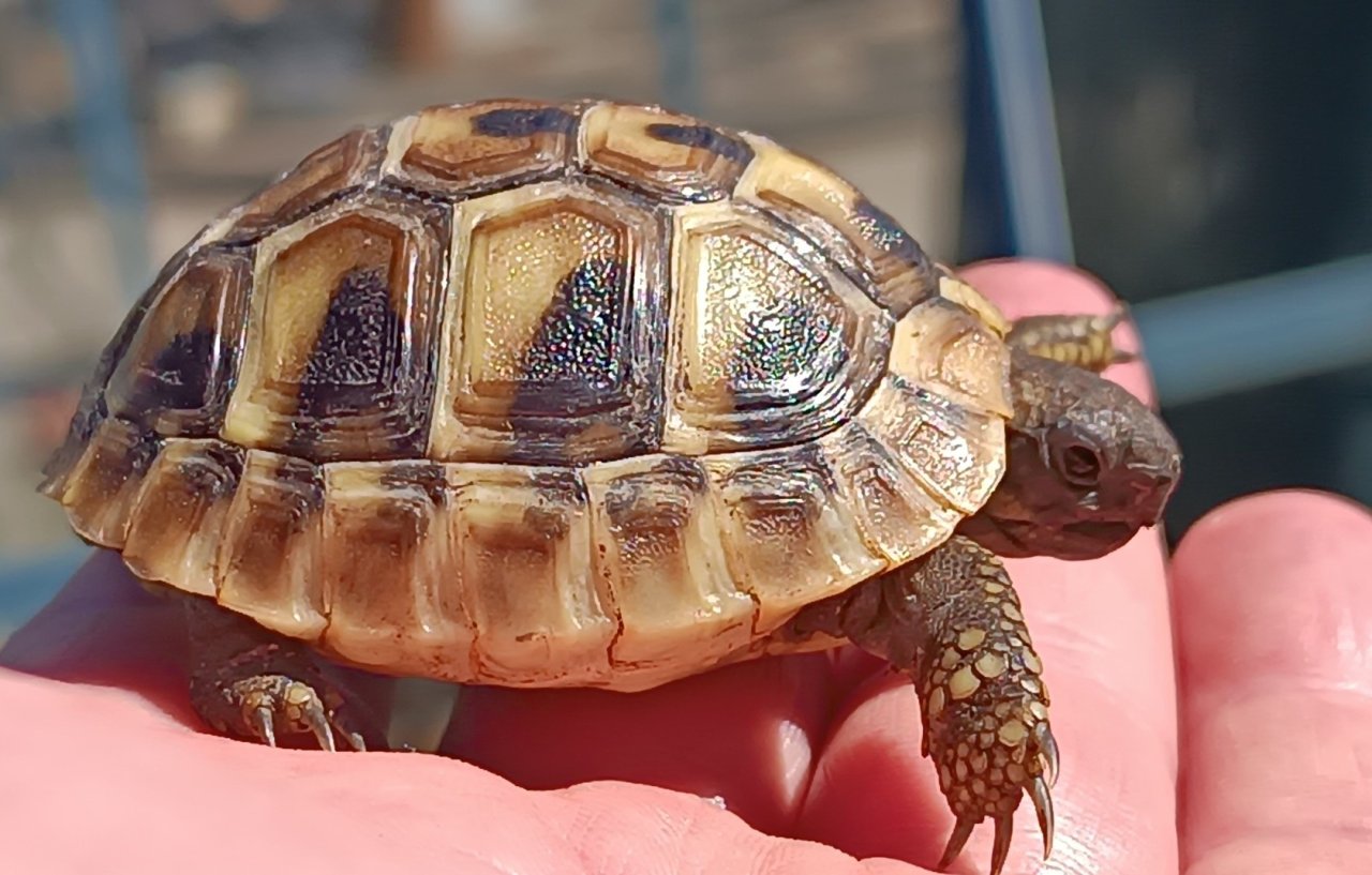 Griechische Landschildkröten Nachzucht 2025 abzugeben. - Schildkroeten - Wachtberg