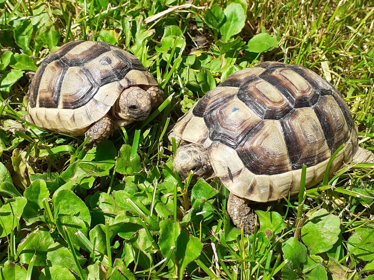 Breitrand Schildkröten NZ 2021 - Schildkroeten - Salzweg