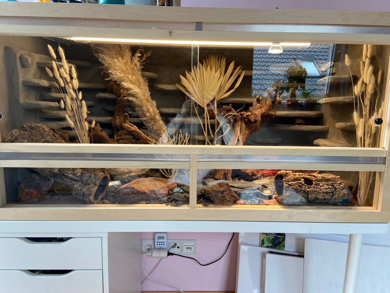 2 Leopardgecko Damen mit Terrarium - Gecko - Braunschweig