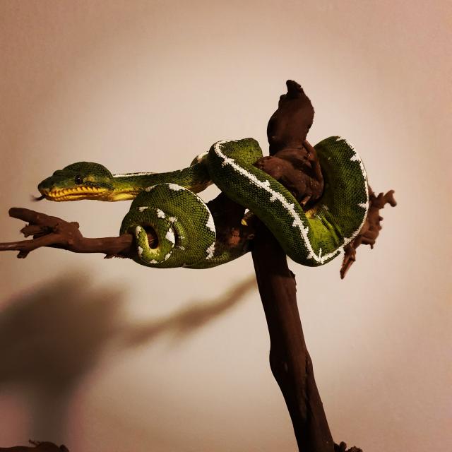 Suche nach Corallus batesii  - Schlangen Python - Ulm