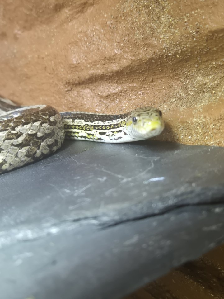 Kornnatter anery Bock abzugeben - Schlangen - Braunschweig