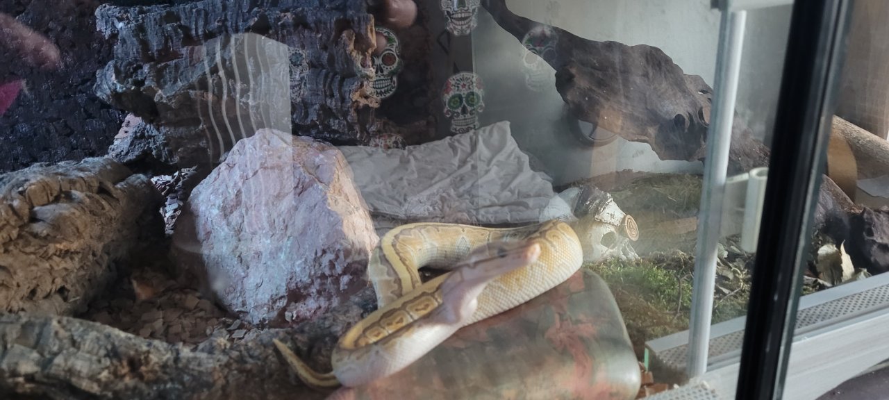 Königs python paar Männchen u  Weibchen - Schlangen - Essen