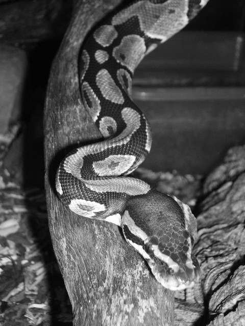 Königspython Weibchen - Schlangen Python - Bohmte