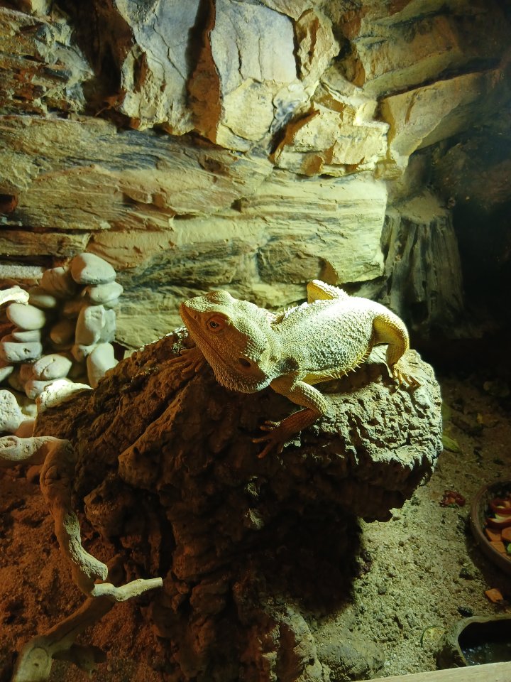 Bartagamen Männchen zu verkaufen - Bartagame - Bad Berleburg